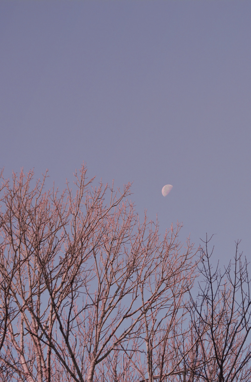 Bare tree branches against a twilight sky with a visible half-moon. Principles of health in Chinese Medicine.